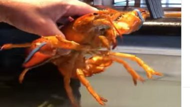 Rare Orange Lobster: ফ্লোরিডায় ধরা পড়ল কমলা রঙের লবস্টার, ভাইরাল ছবি