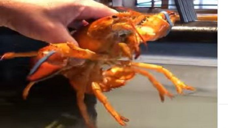 Rare Orange Lobster: ফ্লোরিডায় ধরা পড়ল কমলা রঙের লবস্টার, ভাইরাল ছবি