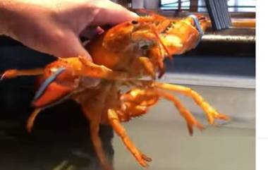 Rare Orange Lobster: ফ্লোরিডায় ধরা পড়ল কমলা রঙের লবস্টার, ভাইরাল ছবি