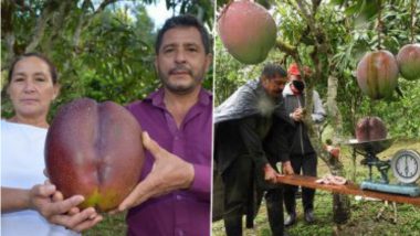World's Heaviest Mango: ৪.২৫ কিলো! বিশ্বের সর্বোচ্চ ওজনের আম ফলিয়ে চমকে দিলেন এই দুই কৃষক