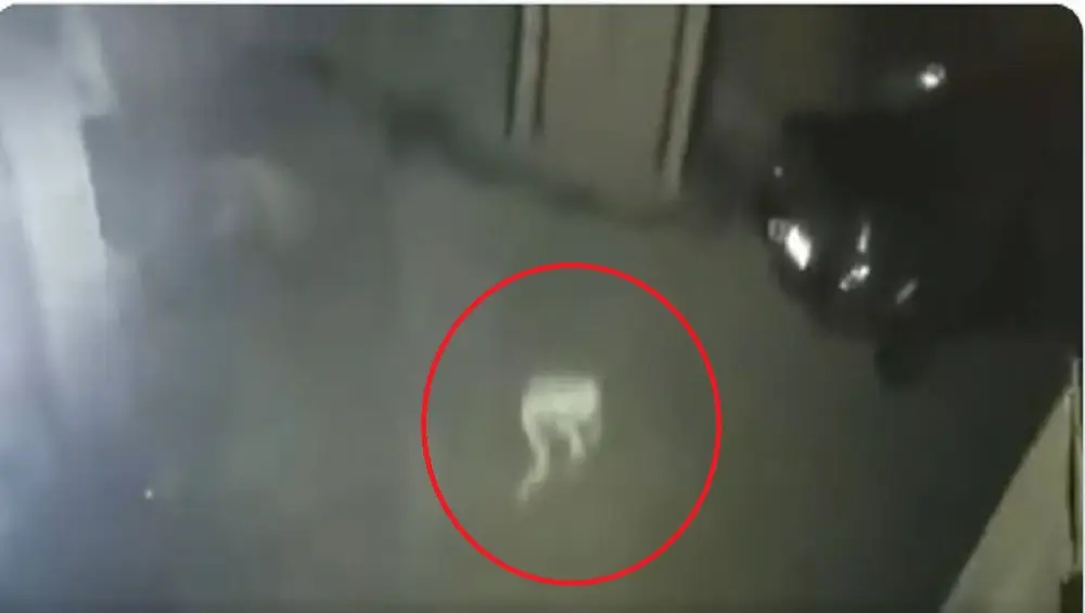 Mysterious Pale Figure Caught: সিসিটিভিতে ধরা পড়ল রহস্যময় অবয়ব, ভিডিয়ো নিয়ে তোলপাড়