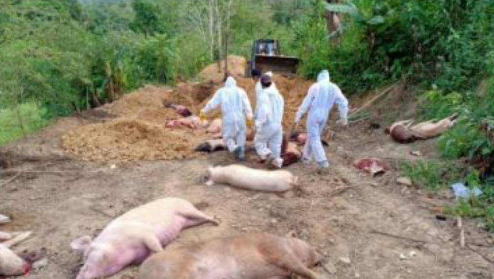 African Swine Fever Case Detected In Kerala: আফ্রিকান সোয়াইন ফিভার এবার কেরালায়