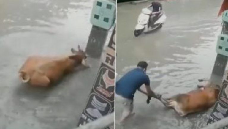 Shopkeeper Saves Cow From Getting Electrocuted In Punjab: জলমগ্ন রাজপথে শটসার্কিট থেকে গরুকে বাঁচালেন দোকানি, ভাইরাল ভিডিও