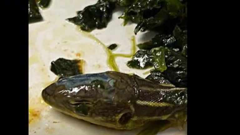 Severed Snake Head in Airline Meal: বিমানের খাবারে মিলল সাপের মাথা, ভাইরাল ভিডিয়ো