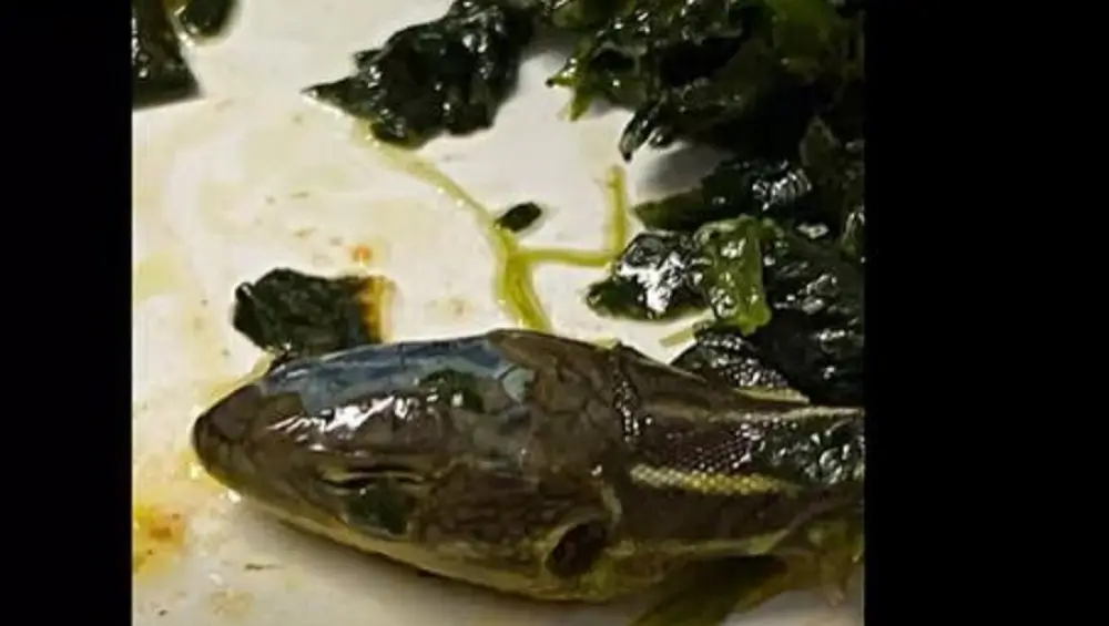 Severed Snake Head in Airline Meal: বিমানের খাবারে মিলল সাপের মাথা, ভাইরাল ভিডিয়ো