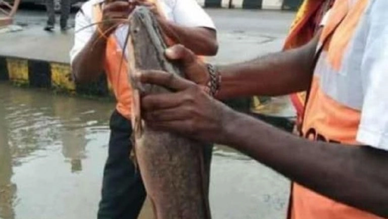 Bengaluru: একটানা বৃষ্টি, বেঙ্গালুরুর রাস্তা থেকে জ্ব্য়ান্ত মাছ পাকড়াও করলেন বাসিন্দারা