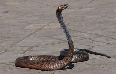 Gunshots At The Deadly Snake: পয়েন্ট-ব্ল্যাঙ্ক থেকে গুলির চেষ্টা বড় কোবরাকে, গুলি এড়িয়ে পাল্টা ছোবল সাপের