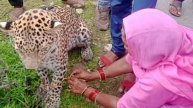 Woman Ties Rakhi To Leopard: আহত চিতাবাঘকে রাখি বাঁধলেন মহিলা, দেখুন ভাইরাল ভিডিও