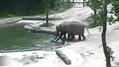 Elephants Save Calf: জলাশয়ে ডুবতে বসেছিল সন্তান, বুদ্ধি খাটিয়ে তাকে রক্ষা করল ২টি দুটি; দেখুন ভিডিও