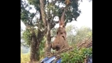 Elephant Plucks Jackfruits From Tree: গাছ থেকে কাঁঠাল পেড়ে খাচ্ছে হাতি! দেখুন ভাইরাল ভিডিও
