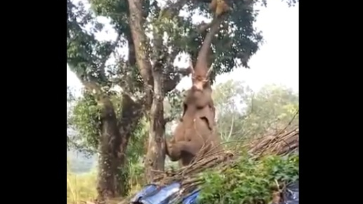 Elephant Plucks Jackfruits From Tree: গাছ থেকে কাঁঠাল পেড়ে খাচ্ছে হাতি! দেখুন ভাইরাল ভিডিও