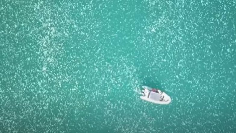 Jellyfish Swarm Israel's Coast: পালটাচ্ছে আবহাওয়া, ইজরায়েলের সৈকতে ভাসছে জেলিফিসের ঝাঁক