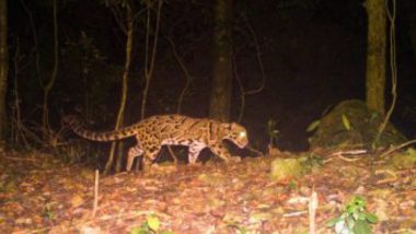 Rare Clouded Leopard Caught On Camera: বক্সা অরণ্যে ঘুরছে বিরল প্রজাতির চিতা, ভাইরাল ছবি