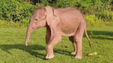 Rare White Elephant Born: বিরল প্রজাতির সাদা হাতির জন্ম উপলক্ষে মায়ানমারে উৎসবের মেজাজ