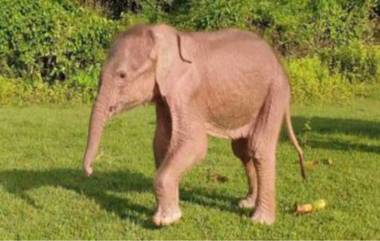 Rare White Elephant Born: বিরল প্রজাতির সাদা হাতির জন্ম উপলক্ষে মায়ানমারে উৎসবের মেজাজ