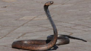Snake Venom: এলভিসের বিরুদ্ধে FIR-এ তোলপাড়, সাপের বিষের নেশা কী? ভয়ানক এই নেশায় কী কী হতে পারে দেখুন