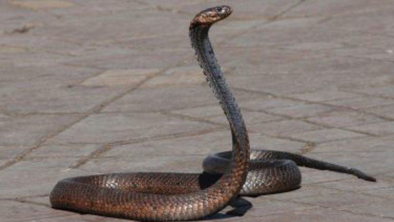 Anganwadi Worker Snake Bite: অঙ্গনওয়াড়িতে কেন্দ্রের রান্নাঘরে লুকিয়ে থাকা সাপের কামড়ে মহিলা কর্মীর মৃত্যু