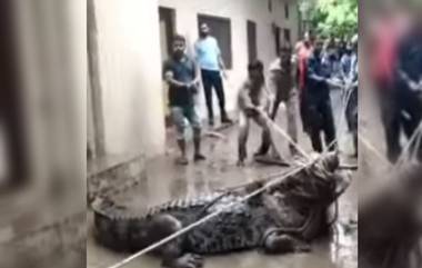 Viral video: প্রচন্ড বৃষ্টিপাতে লোকালয়ে ঢুকে পড়ল দৈত্যাকার কুমির,উত্তরপ্রদেশের শিবকুটির ঘটনা হল ভাইরাল (দেখুন ভিডিও)