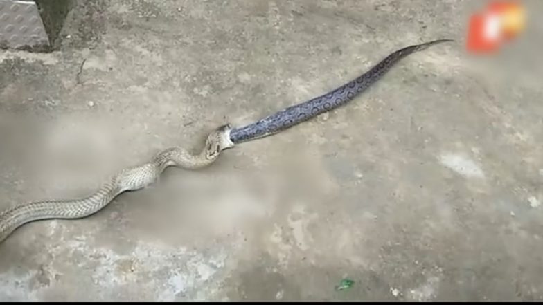 Viral Video: ৬ ফুটের কোবরার পেট থেকে উদ্ধার ২ফুটের চন্দন বোড়া সাপ, ঘটনা ভুবনেশ্বরের (দেখুন ভিডিও)