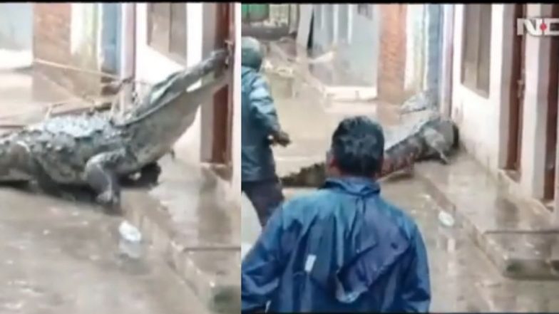 Viral Video 2022: প্রবল বর্ষণের জেরে নাগরিকদের মাঝে ৮ ফুটের কুমির, ভয়ে সন্ত্রস্ত বাসিন্দারা (দেখুন ভিডিও)