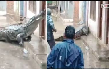 Viral Video 2022: প্রবল বর্ষণের জেরে নাগরিকদের মাঝে ৮ ফুটের কুমির, ভয়ে সন্ত্রস্ত বাসিন্দারা (দেখুন ভিডিও)