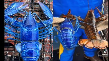 Blue Lobster Video: মৎস্যজীবীর জালে নীল রঙের 'দানবীয়' লবস্টার, দেখুন ভিডিয়ো