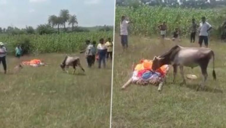 Calf Paying Last Respects To Deceased Owner: মৃত মালিকের শেষযাত্রায় শ্রদ্ধা জানাতে এল পোষ্য বাছুর (দেখুন ভিডিও)