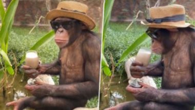Cool Chimpanzee Wears Hat:  টুপি, রোদচশমা পরে গাছের ডালে বসে মিল্কশেক খাচ্ছে শিম্পাঞ্জি, দেখুন ভিডিও