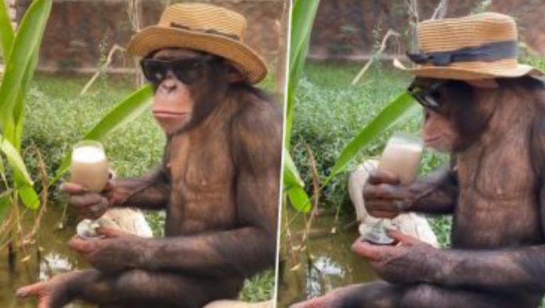 Cool Chimpanzee Wears Hat:  টুপি, রোদচশমা পরে গাছের ডালে বসে মিল্কশেক খাচ্ছে শিম্পাঞ্জি, দেখুন ভিডিও