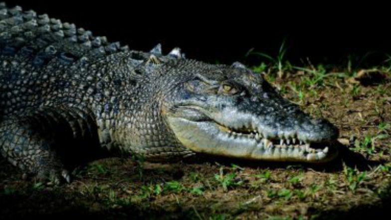 Crocodile Attack In Uttar Pradesh: নদীতে জল নিতে গিয়ে একেবারে কুমিরের মুখে, মৃত মহিলা
