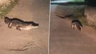 Crocodile Roams Freely On The Streets: রাস্তায় অবাধে ঘুরছে কুমির, আতঙ্কে দিশেহারা বাসিন্দারা