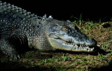 Crocodile Attack In Uttar Pradesh: নদীতে জল নিতে গিয়ে একেবারে কুমিরের মুখে, মৃত মহিলা