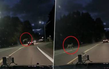 Deer Jumps Over Moving Car: প্রাণে বাঁচতে চলন্ত গাড়িকে একলাফে পেরিয়ে গেল হরিণ, দেখুন ভিডিও