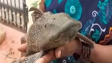 Video: হায়দরাবাদে বন্যার জলে ভেসে এল 'রাক্ষুসে' মাছ, দেখুন