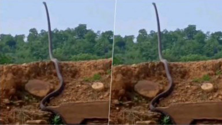 Dinosaur or King Cobra?: সাপ যেন ডাইনোসর, ভাইরাল ছবি দেখে চোখ কপালে