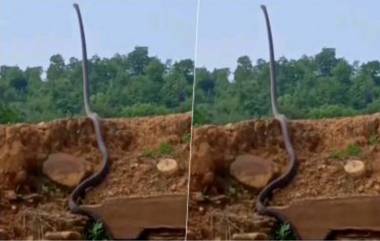 Dinosaur or King Cobra?: সাপ যেন ডাইনোসর, ভাইরাল ছবি দেখে চোখ কপালে