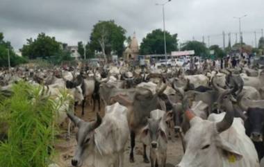 Gujarat: সরকারি সাহায্য মেলেনি, প্রতিবাদে রাস্তায় কয়েক হাজার গরু ছেড়ে দেওয়া হল!