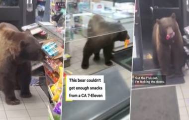 Giant Hungry Bear Shoplifts Candies: বাজারে ঘুরে দোকান থেকে লজেন্স চুরি করে খাচ্ছে ক্ষুধার্ত ভাল্লুক, দেখুন ভিডিও