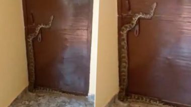 Giant Python Slithers Over BJP MLA’s House Door: বিজেপি নেতার দরজায় বিশালাকৃতি পাইথন, দেখুন হাড়হিম করা ভিডিও