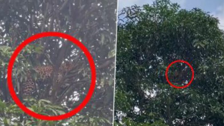 Leopard Stuck On Tree: ৮ ঘণ্টা আমগাছে চড়ে চিতা, পরোনো ভিডিও শেয়ার করলেন বনকর্তা