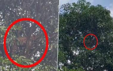 Leopard Stuck On Tree: ৮ ঘণ্টা আমগাছে চড়ে চিতা, পরোনো ভিডিও শেয়ার করলেন বনকর্তা