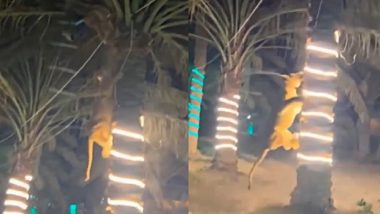 Viral Video: পার্টির মাঝে অতিথির উপর হামলা সিংহের, গাছে উঠেও মিলল না নিস্তার, দেখুন ভিডিয়ো