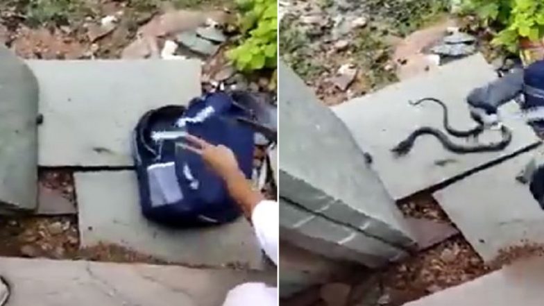 Video: স্কুল ছাত্রীর ব্যাগ খুলতে বেরিয়ে পড়ল কোবরা, ভাইরাল সাপের ভিডিয়ো