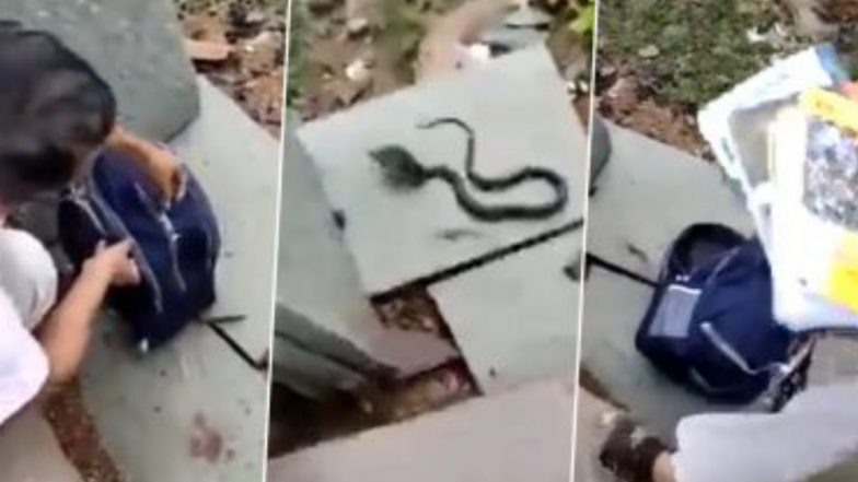 Madhya Pradesh: ছাত্রীর ব্যাগ থেকে বেরিয়ে এল বিষধর গোখরো, ভিডিও দেখে সবার থরহরি কম্প অবস্থা