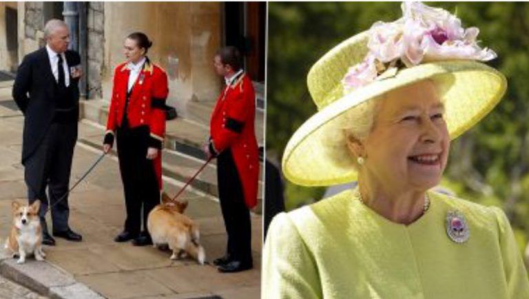 Corgis & Horses Attends Queen Elizabeth's Funeral Procession: রানির অন্তীম শোভাযাত্রায় অংশ নিল প্রিয় পোষ্য ঘোড়া ও কর্গিস কুকুরদ্বয় (দেখুন ভিডিও)