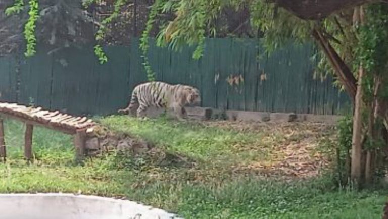 Brave Woman Fights Off Tiger: একরত্তিকে বাঁচাতে বাঘের সঙ্গে লড়াই করলেন মা, পড়ুন গায়ে কাঁটা দেওয়া সেই ঘটনা