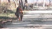 Viral Video: হেঁটে যাচ্ছে হরিণ, শিকার নাগালে পেয়েও নিরুত্তাপ বাঘ গেল পাশকাটিয়ে, দেখুন