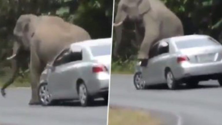 Itchy Elephant Damages Car! : মাঝ রাস্তায় গাড়ি থামিয়ে বনেটে পিঠ চুলকাতে ব্যস্ত হাতি! দেখুন ভিডিও