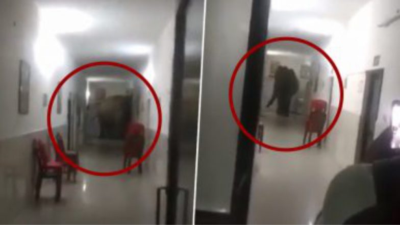 Elephants Walk Along Army Hospital Corridor: চিকিৎসা করাতে সেনা হাসপাতালে এল হাতি, দেখুন ভিডিও