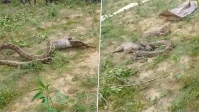 Giant Python Swallows Jackal: শিয়ালকে গিলে নিচ্ছে পাইথন, দেখুন ভিডিও